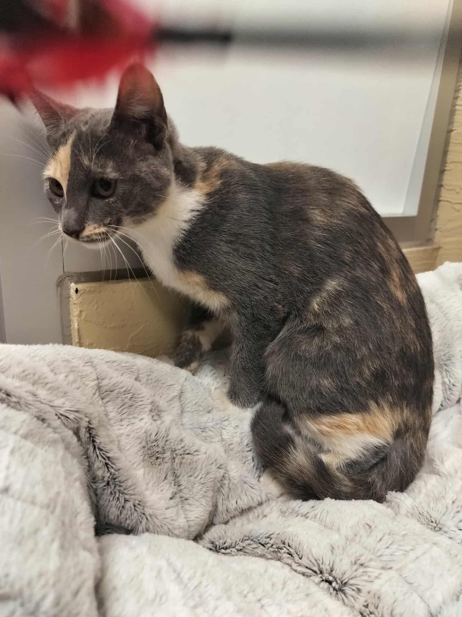 Jupiter, Adoptable, Young Female Dilute Calico.