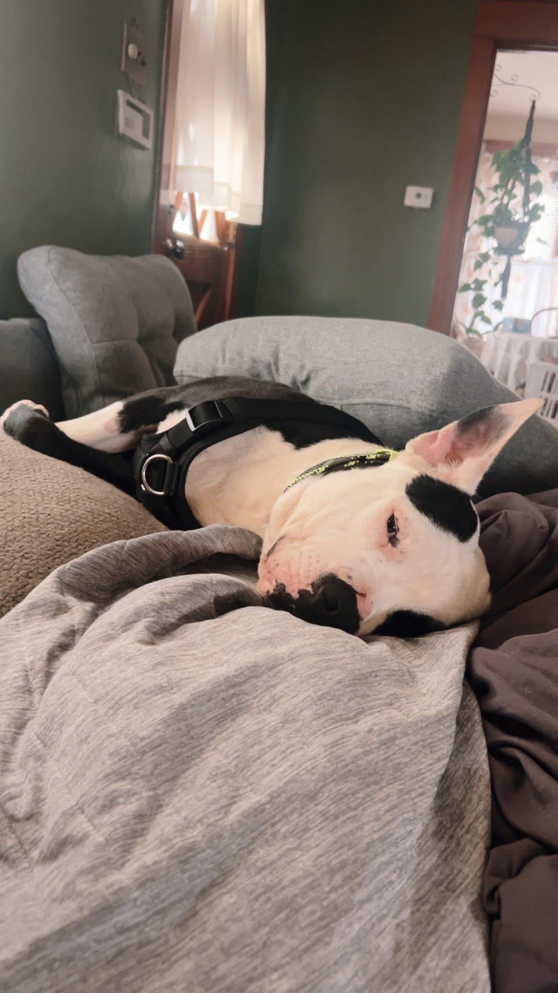 Manco, Adopted, Adult Male Mixed Breed.