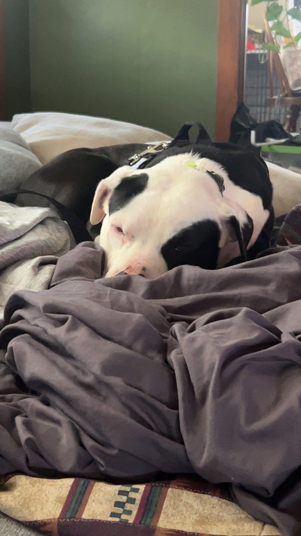 Enlarge Manco, a Adopted Mixed Breed in Egg Harbor Township, NJ image 2/6