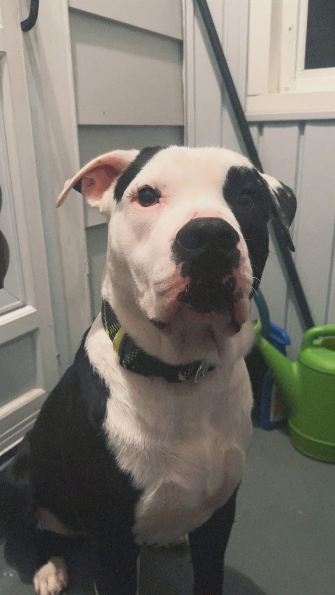 Enlarge Manco, a Adopted Mixed Breed in Egg Harbor Township, NJ image 3/6