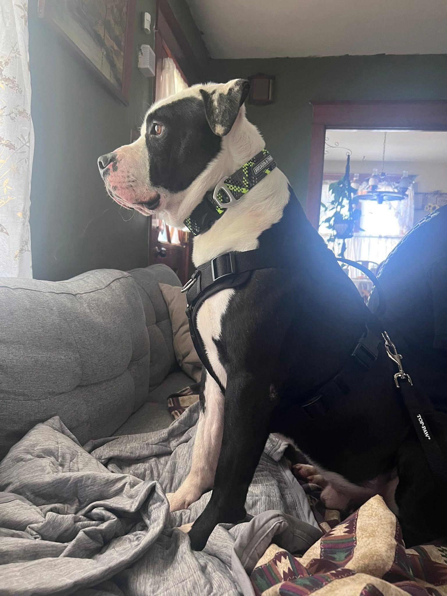 Enlarge Manco, a Adopted Mixed Breed in Egg Harbor Township, NJ image 4/6