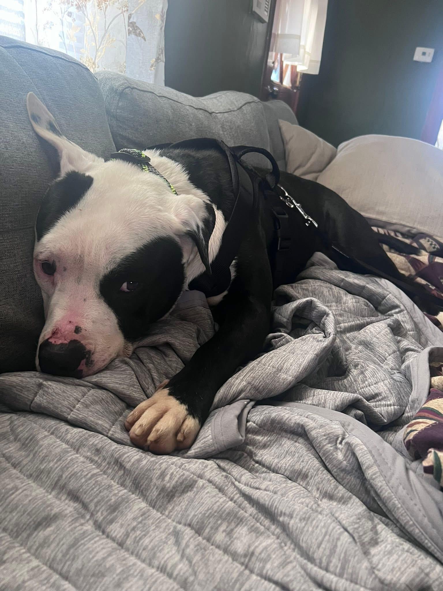 Enlarge Manco, a Adopted Mixed Breed in Egg Harbor Township, NJ image 5/6