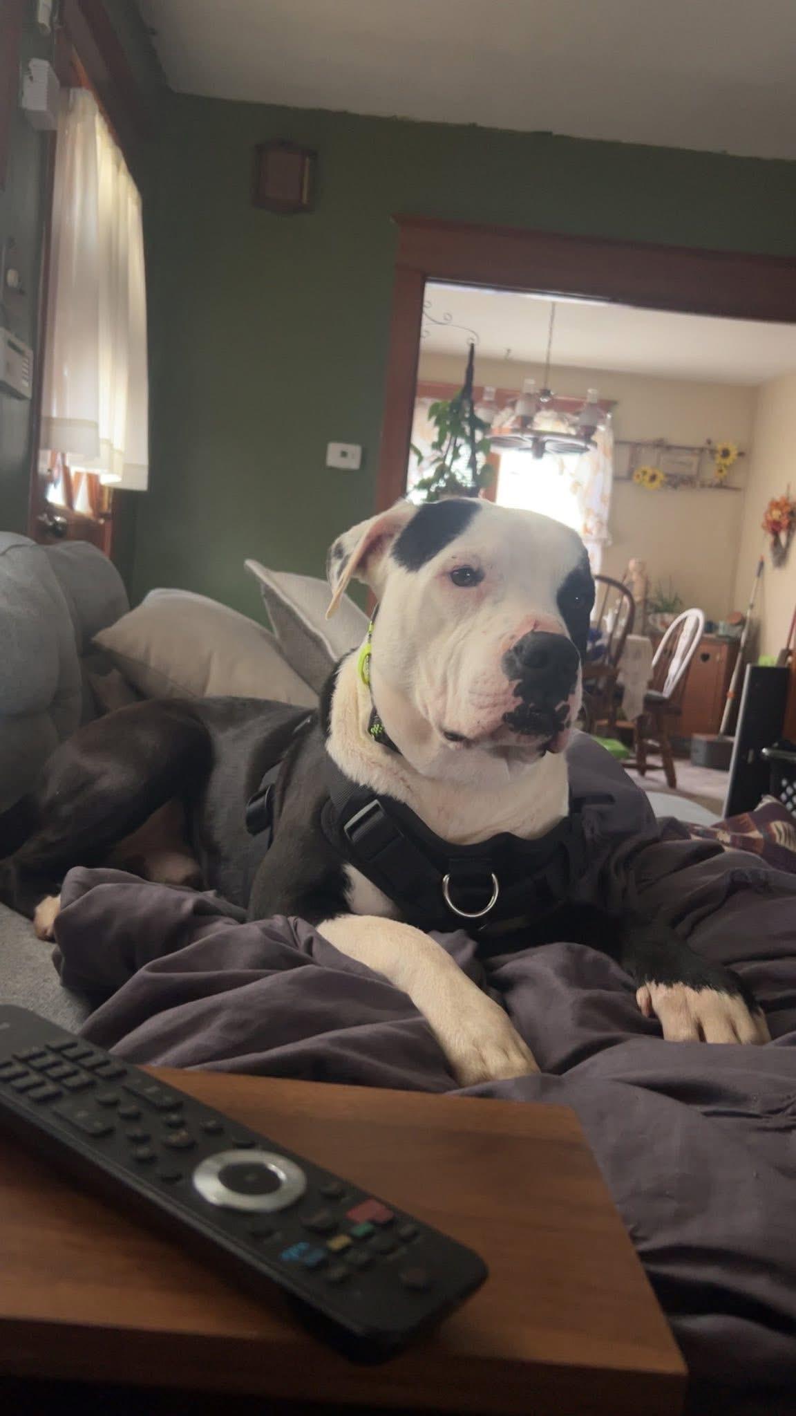 Enlarge Manco, a Adopted Mixed Breed in Egg Harbor Township, NJ image 6/6