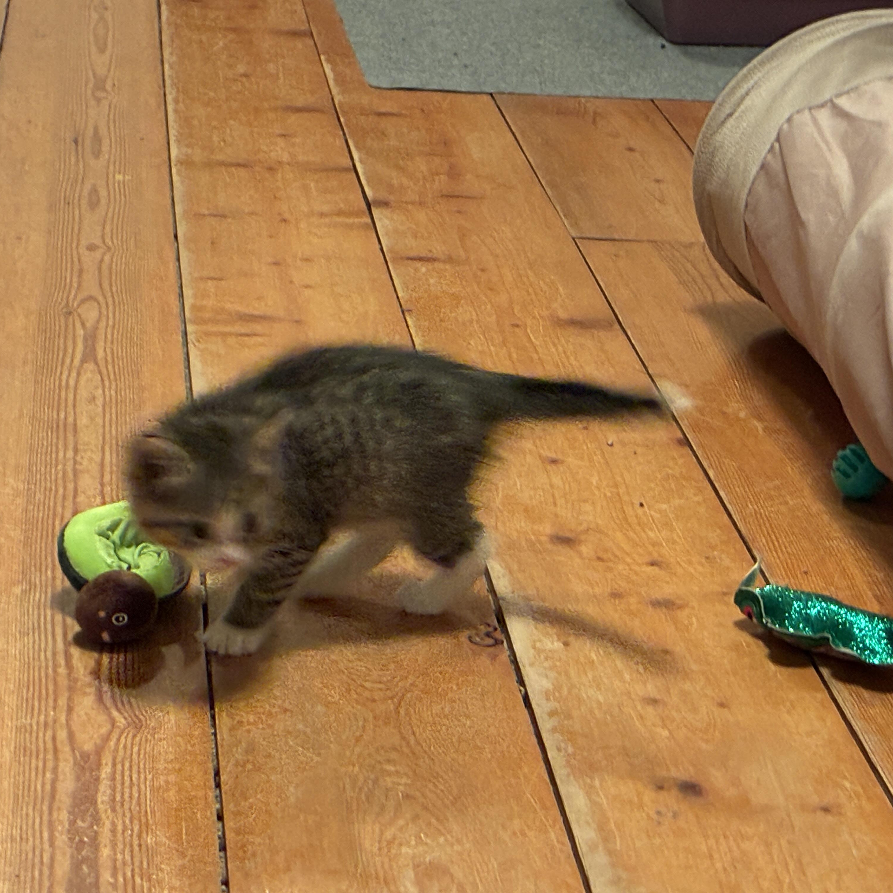 Polo, a Adoptable Domestic Short Hair in St. Ansgar, IA image 5/5