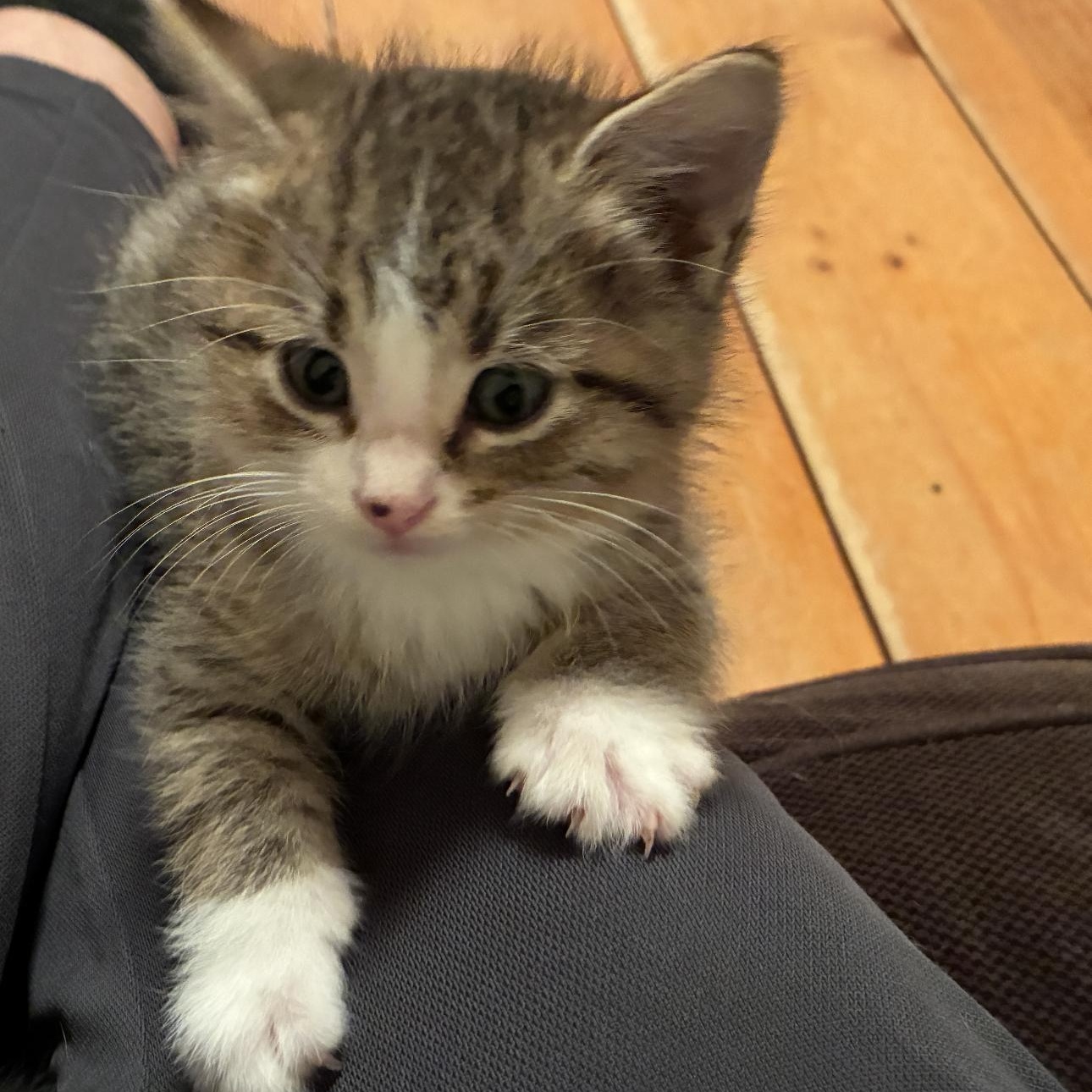 Polo, a Adoptable Domestic Short Hair in St. Ansgar, IA image 3/5
