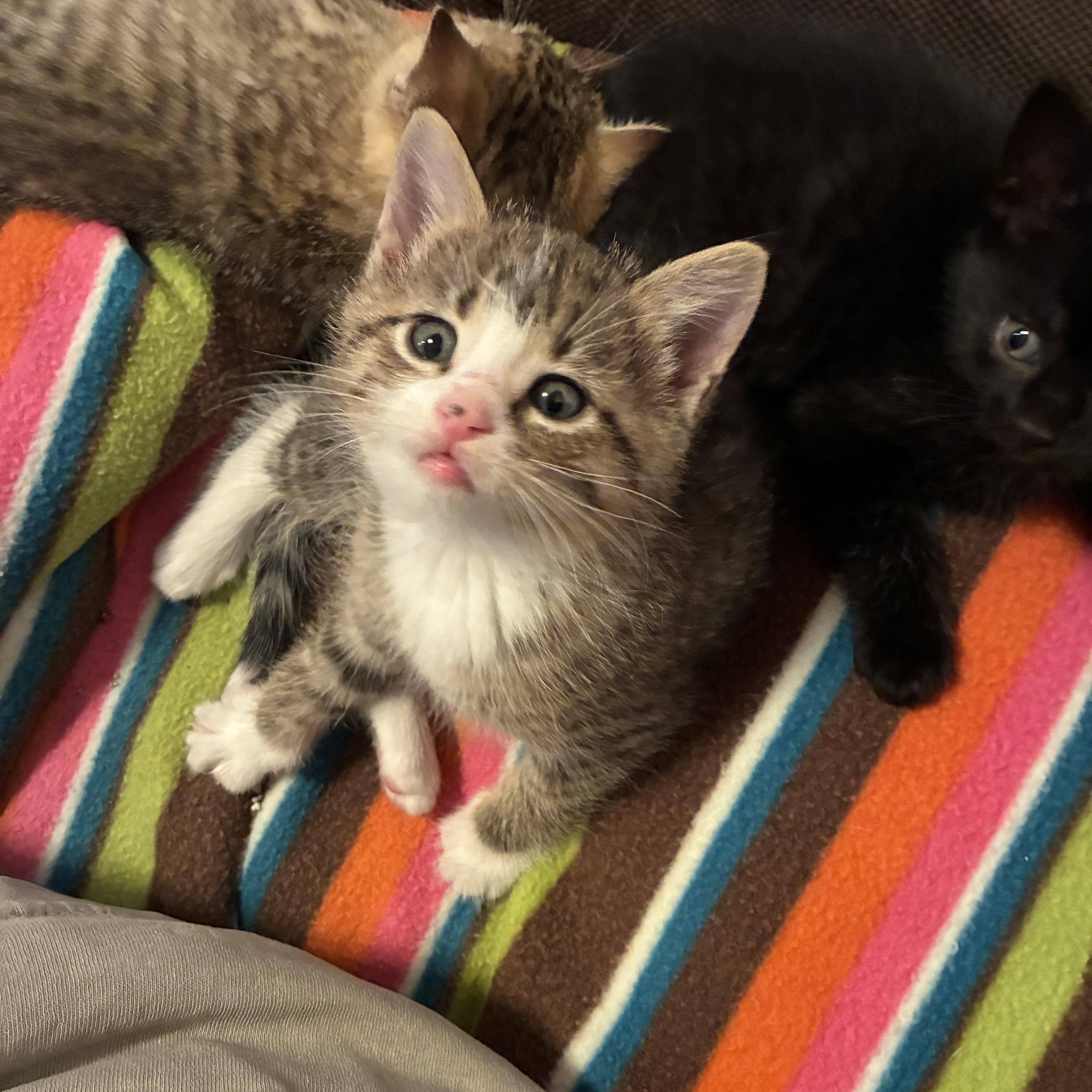 Polo, Adoptable, Kitten Male Domestic Short Hair.