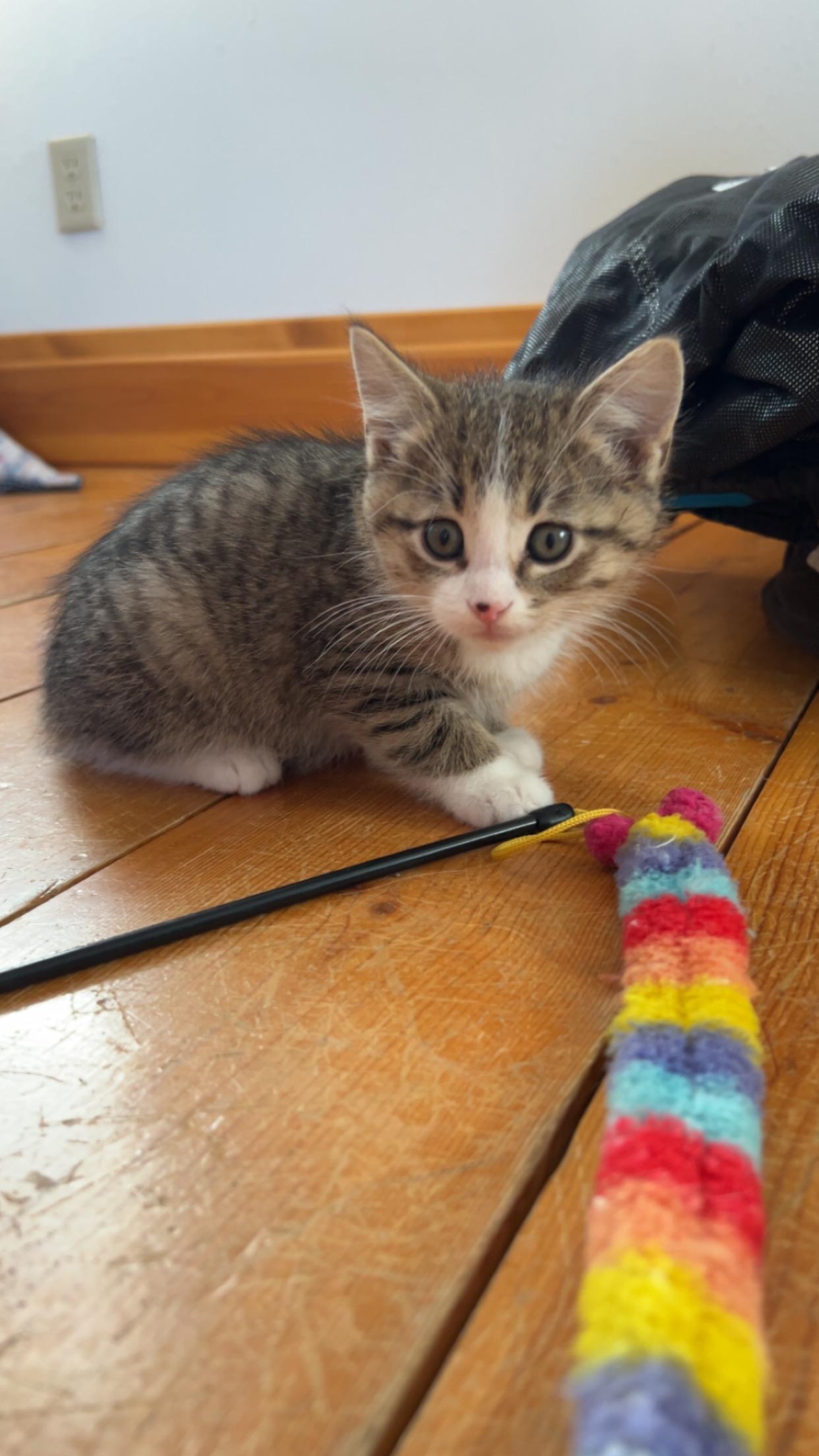 Polo, a Adoptable Domestic Short Hair in St. Ansgar, IA image 2/5