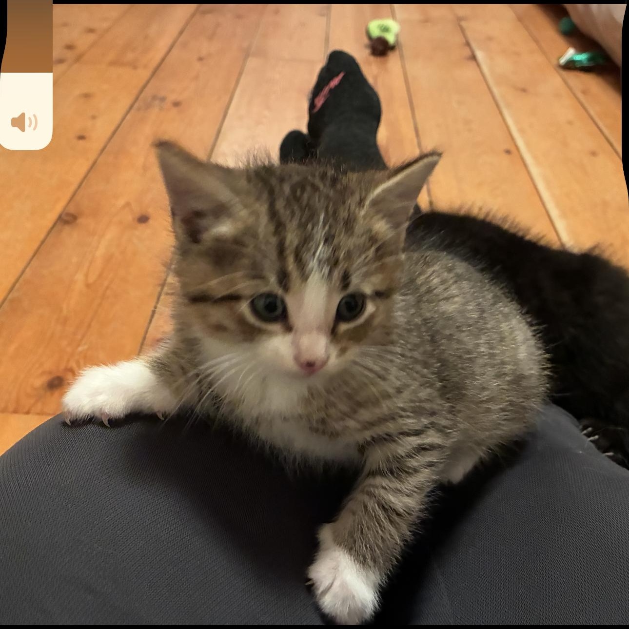 Polo, a Adoptable Domestic Short Hair in St. Ansgar, IA image 4/5