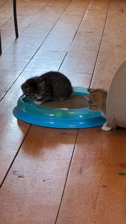 Enlarge Polo, a Adoptable Domestic Short Hair in St. Ansgar, IA video 2/5