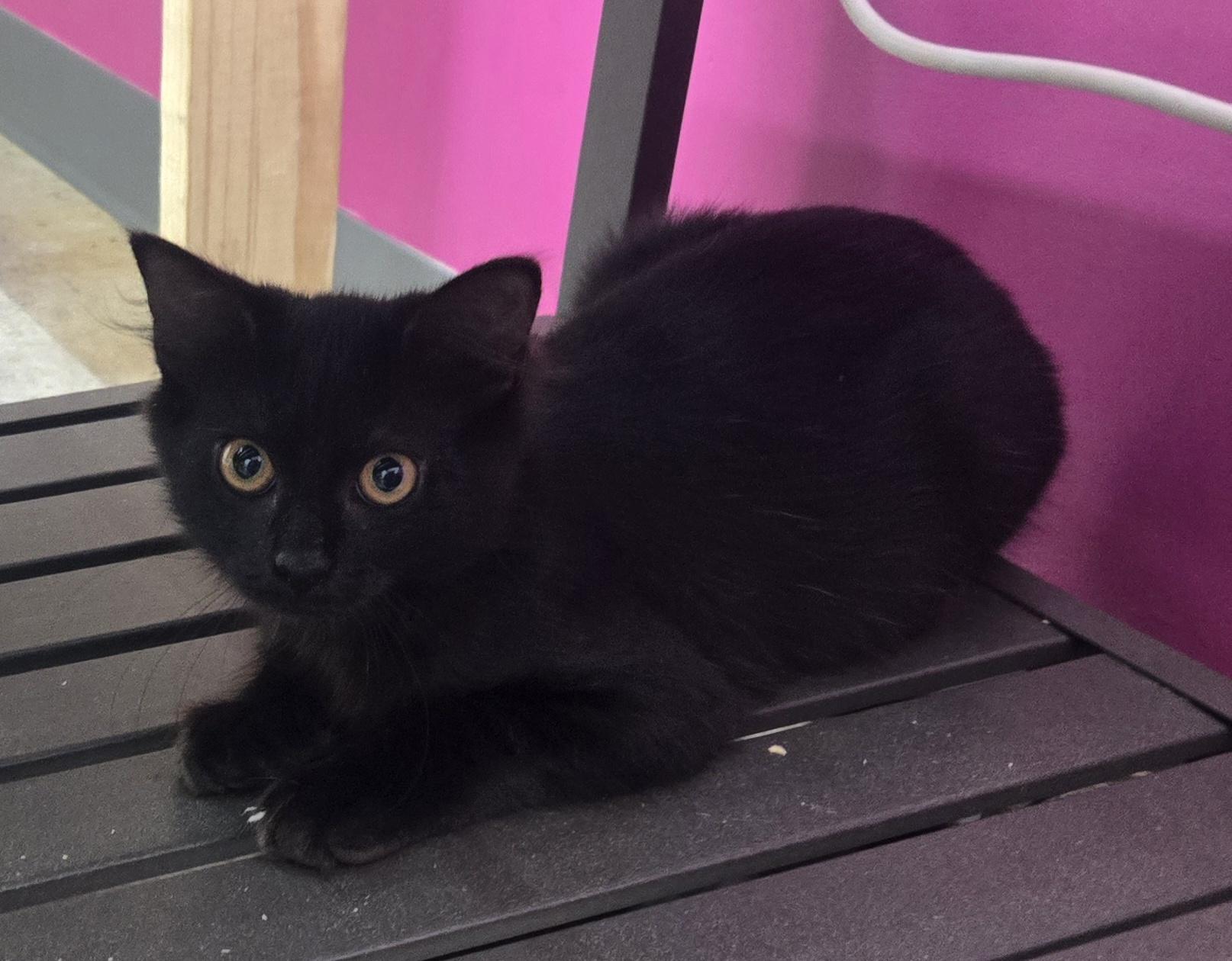 Enlarge Mamba, an adopted Domestic Medium Hair in Tyner, KY image 1/2