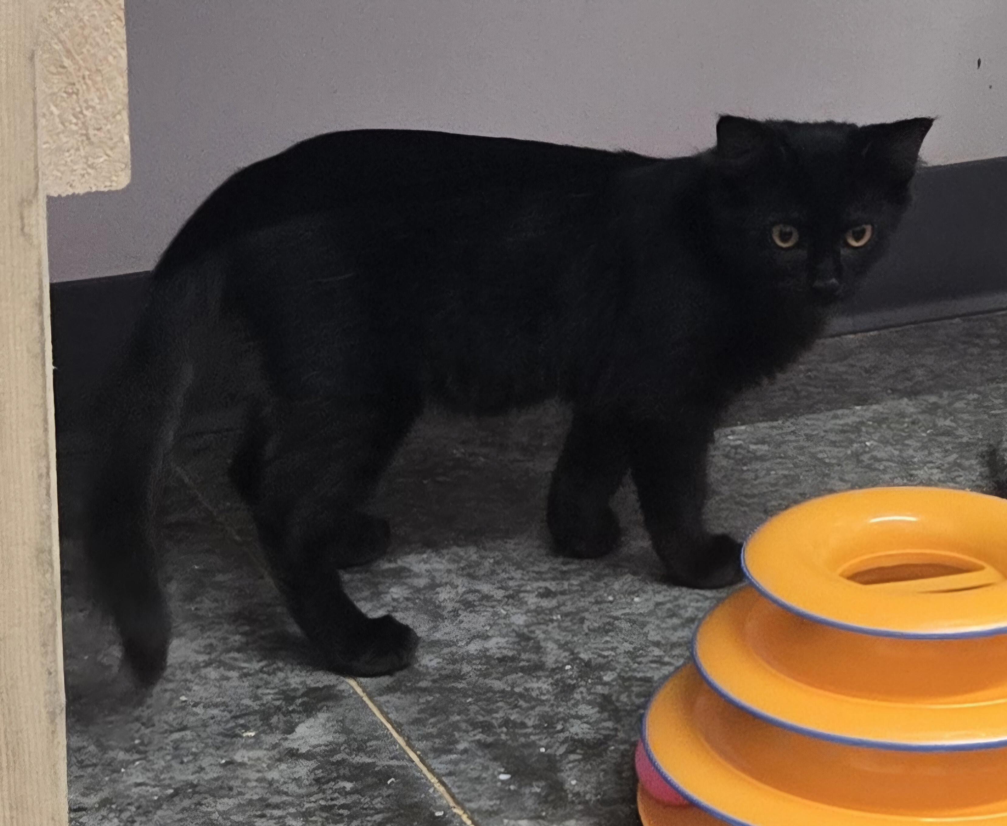 Enlarge Mamba, an adopted Domestic Medium Hair in Tyner, KY image 2/2