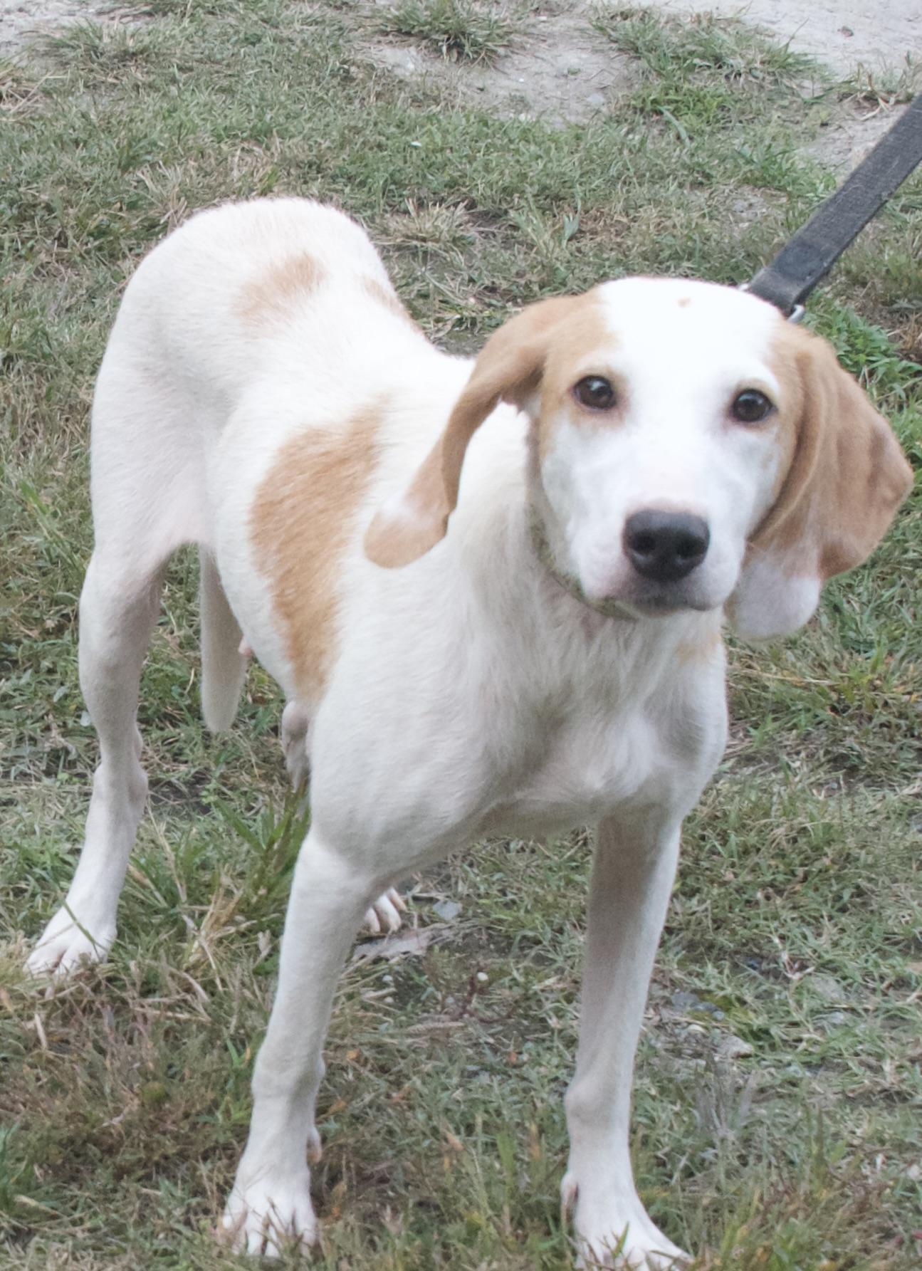 Skylar, a Adoptable Hound in Gloucester, VA image 2/4