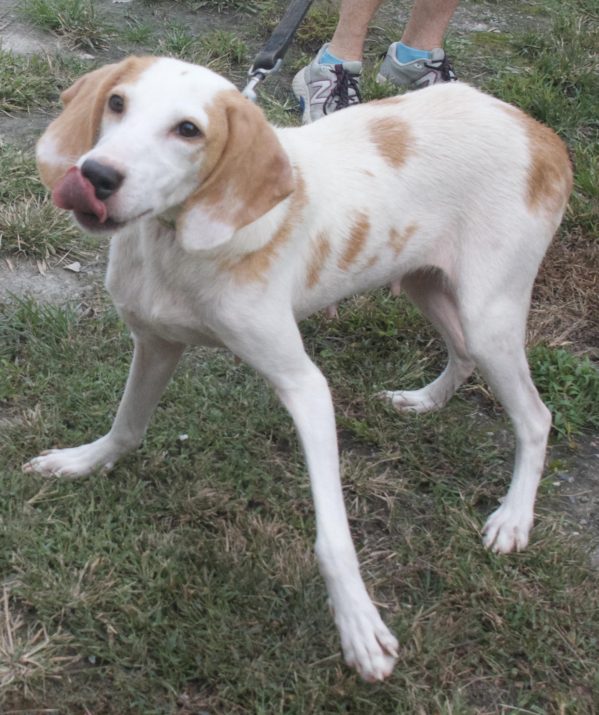 Skylar, a Adoptable Hound in Gloucester, VA image 1/4