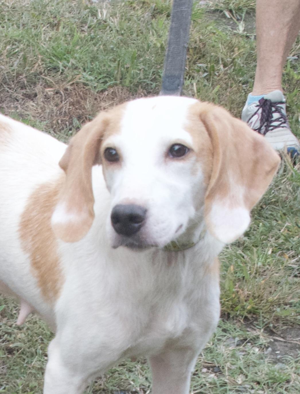Skylar, a Adoptable Hound in Gloucester, VA image 3/4