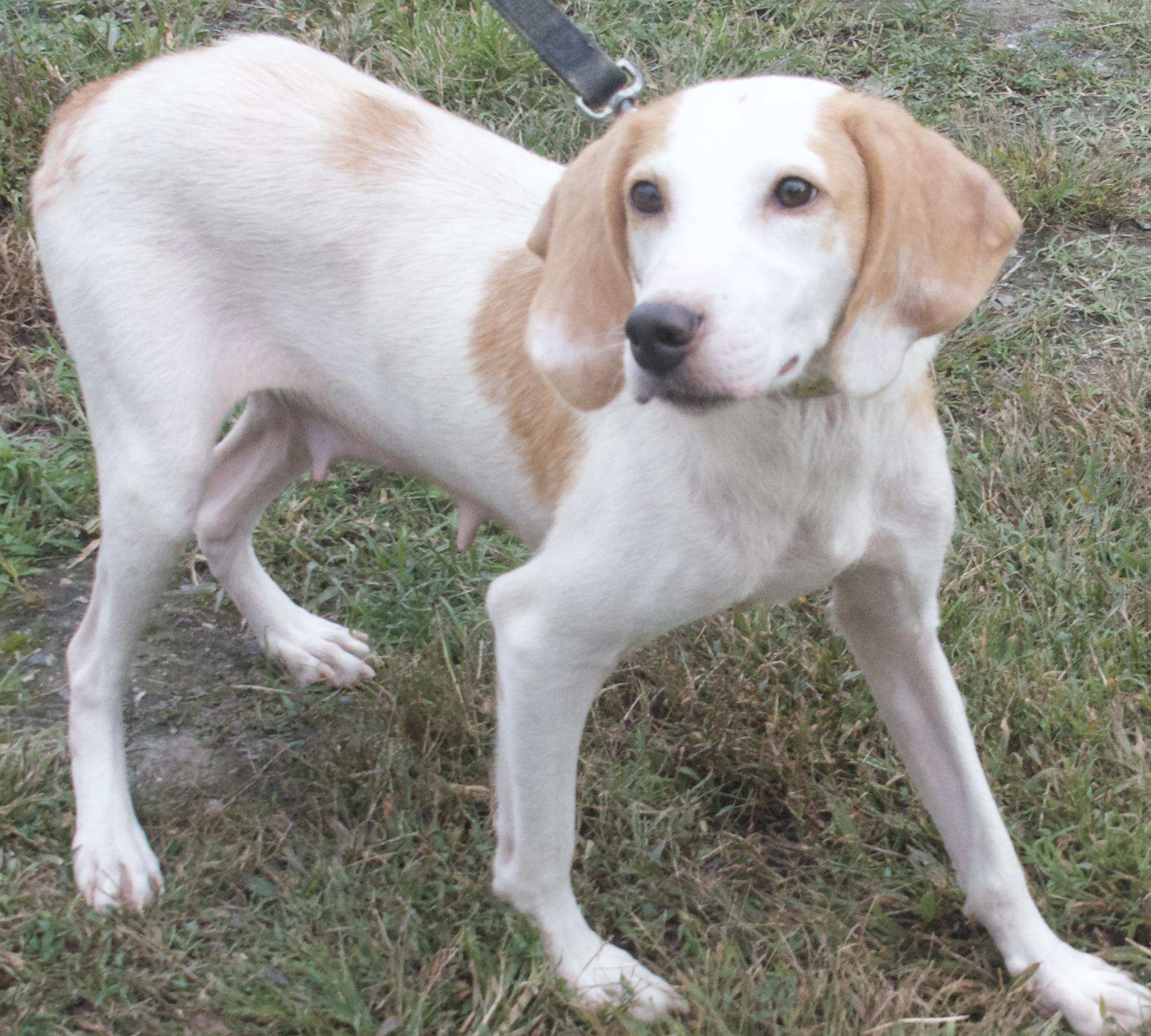 Skylar, a Adoptable Hound in Gloucester, VA image 4/4