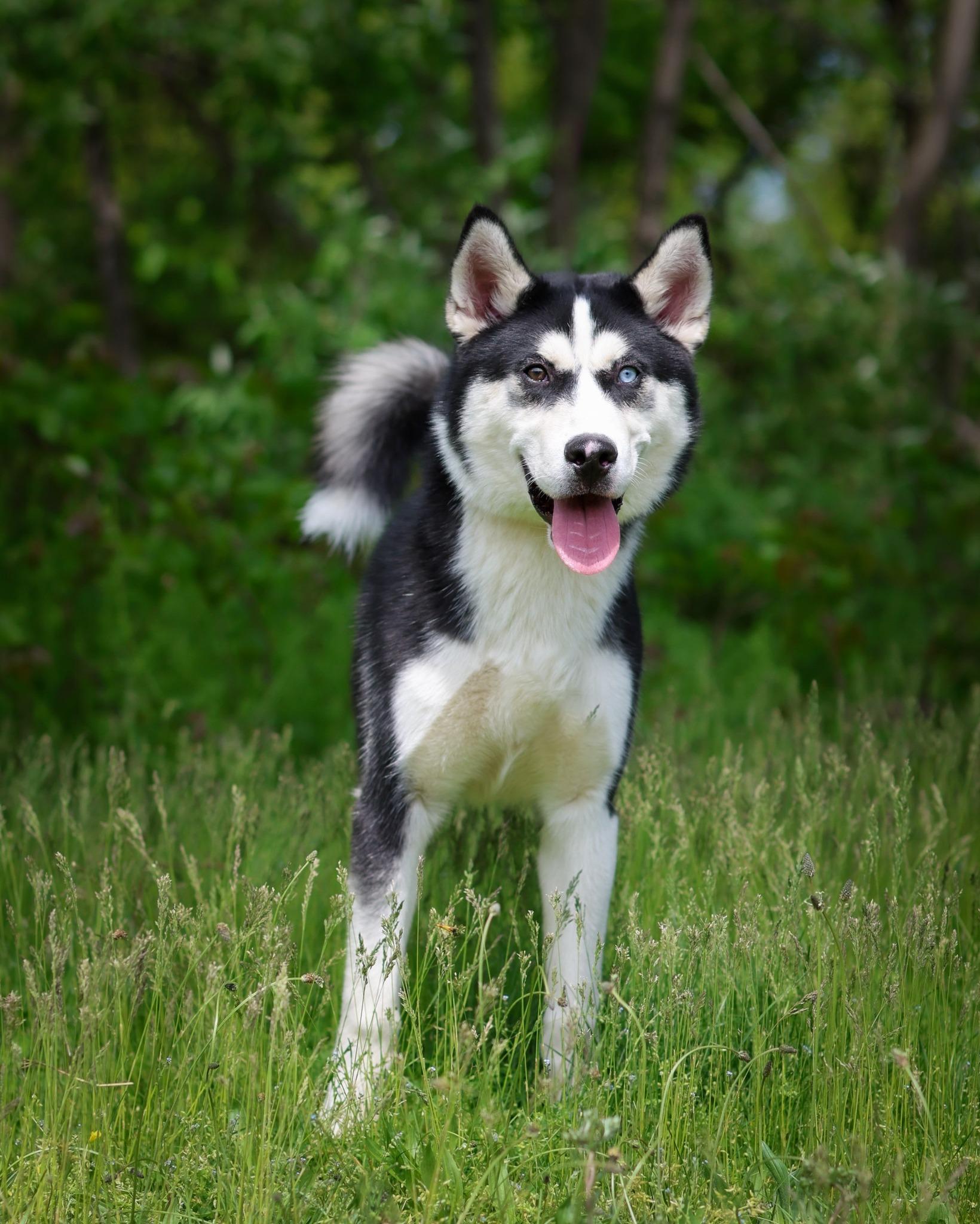 DANUBE (0571), ADOPTABLE, Young Male Husky.