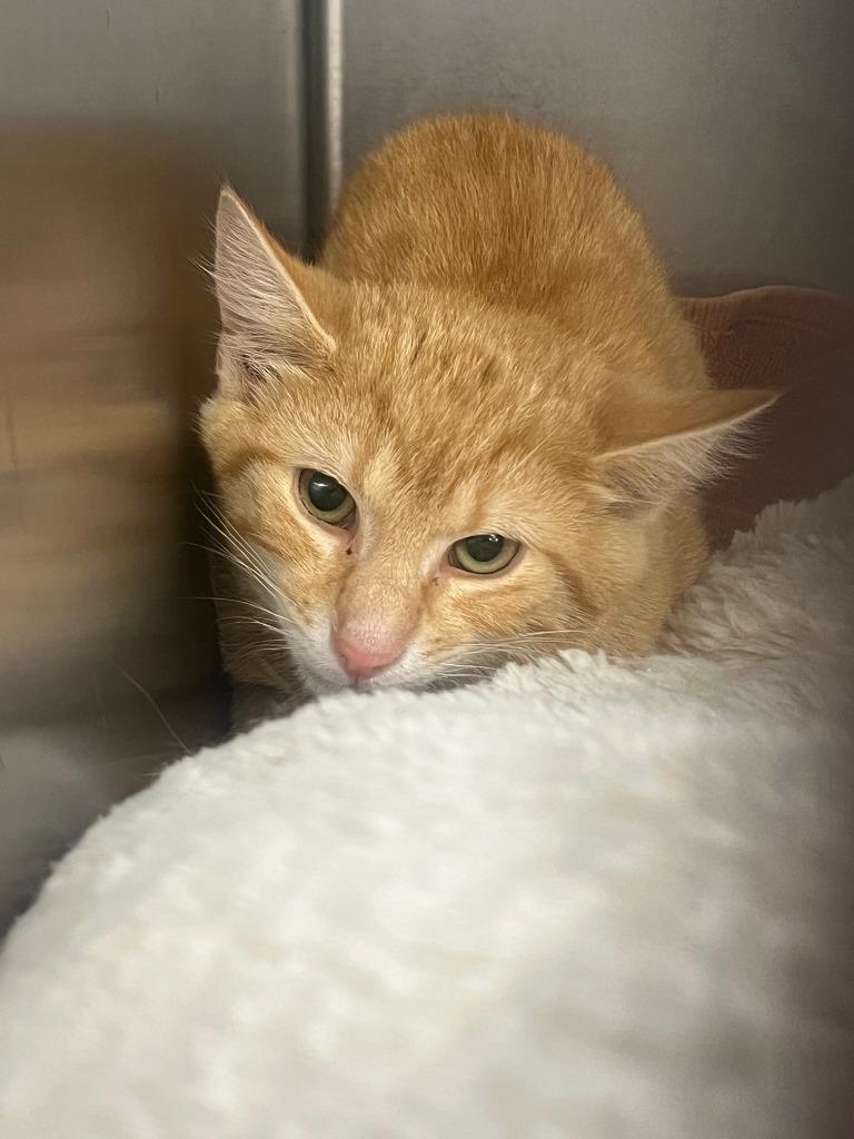 LL Cool J, Adoptable, Kitten Male Domestic Short Hair.