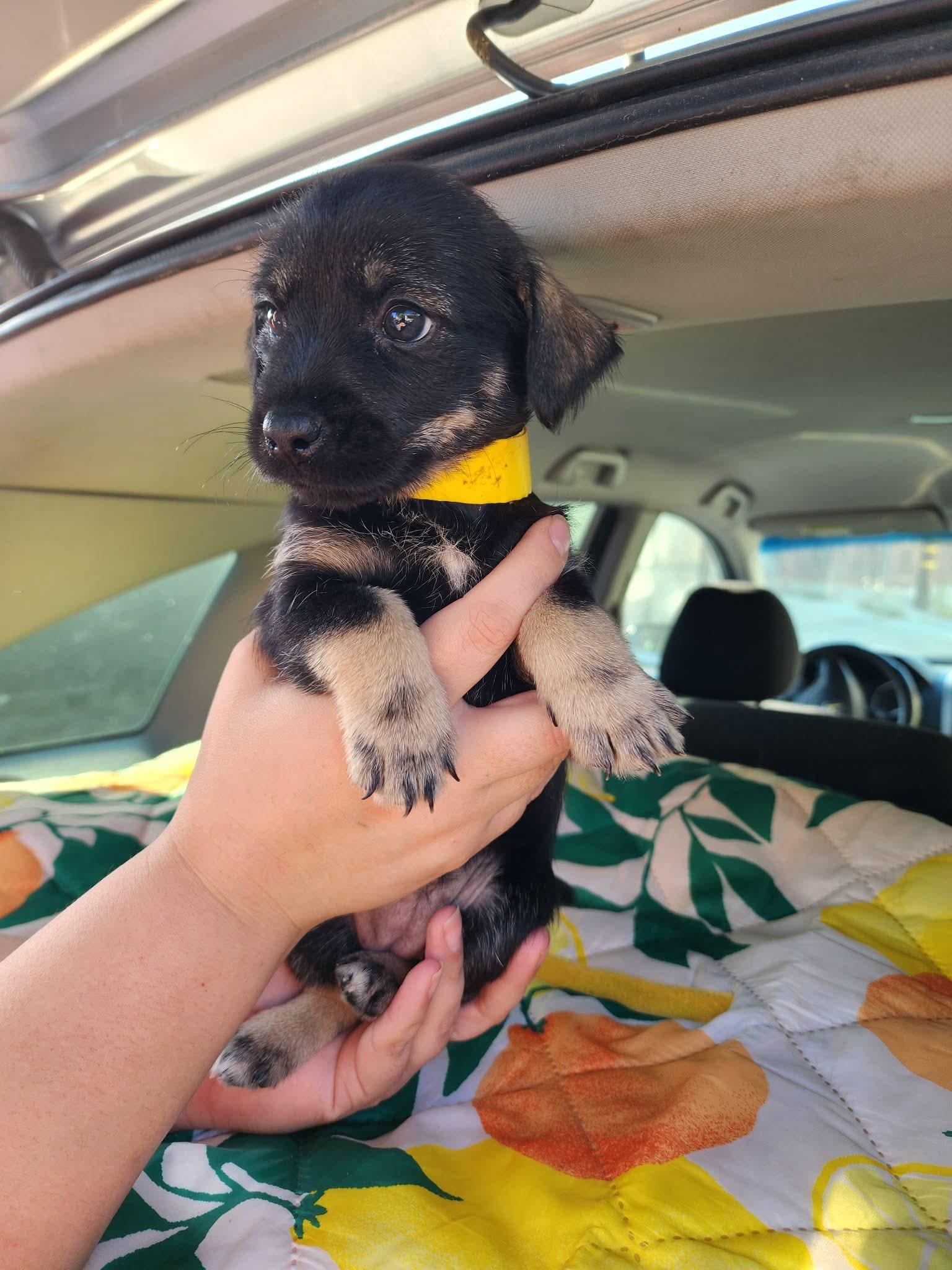 Teresa, adopted, Puppy Female Wirehaired Dachshund & Chihuahua.