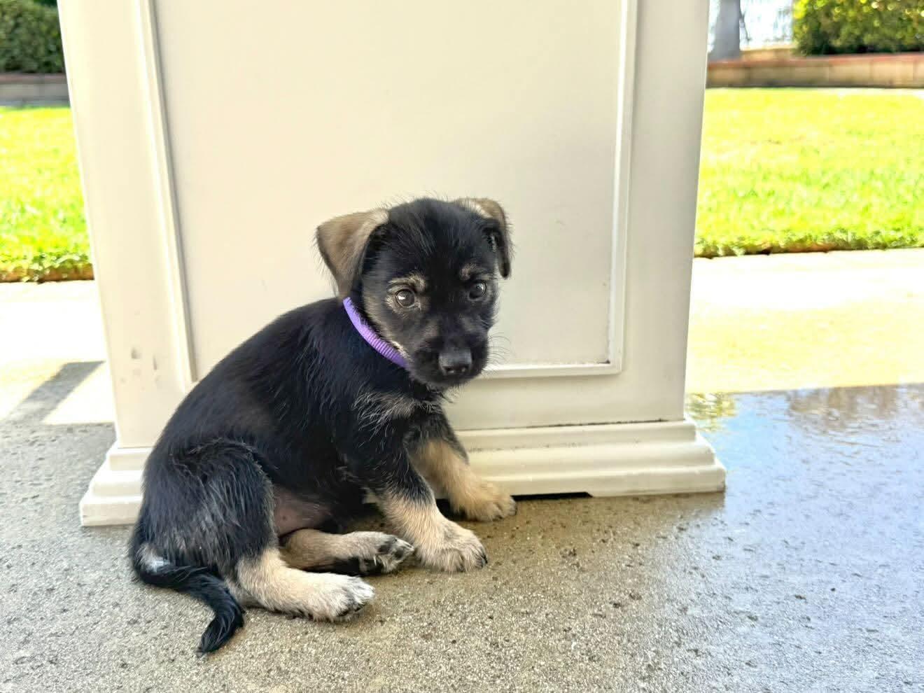 Enlarge Teresa, an adopted mixed breed in Pomona, CA image 2/3