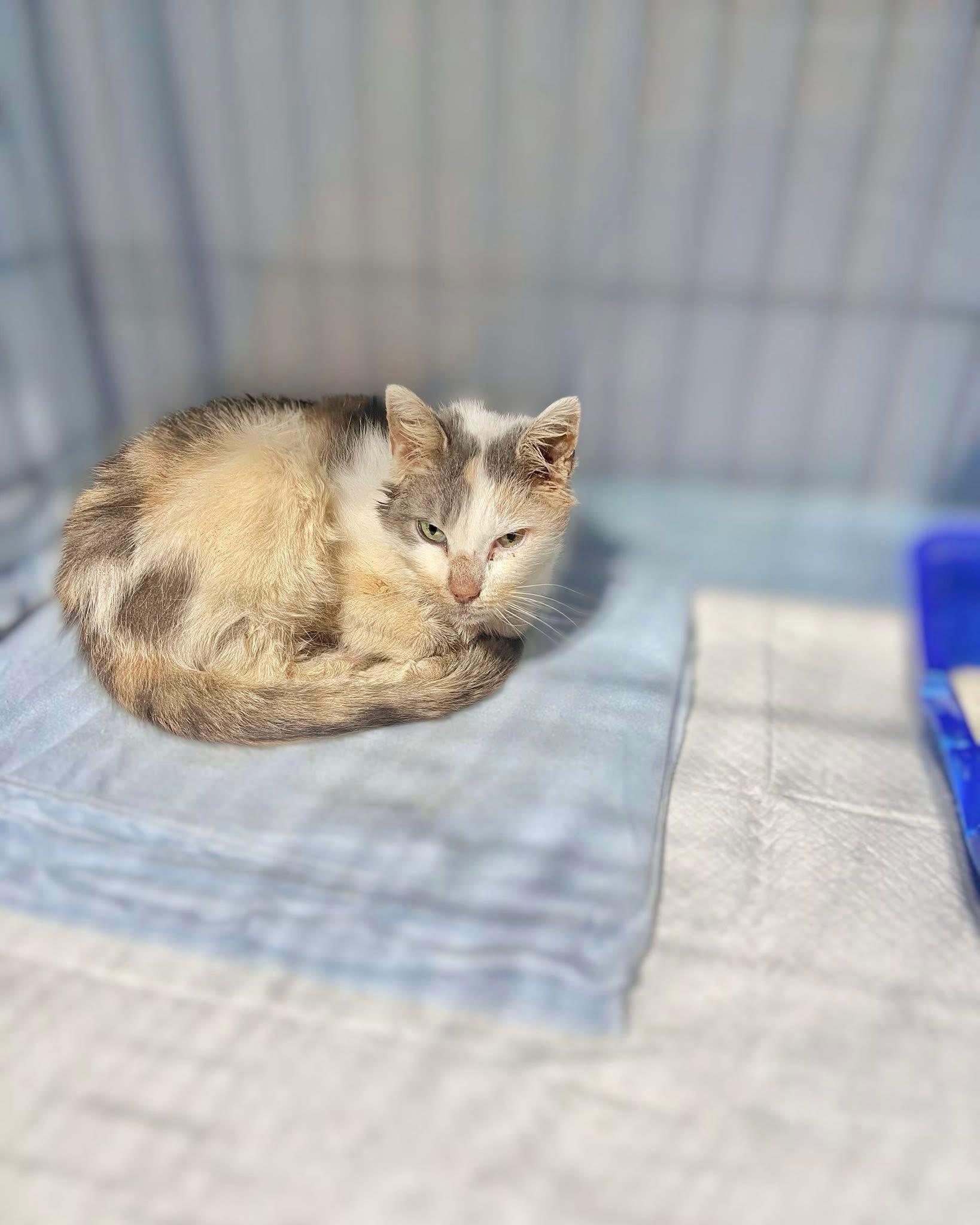 Peony, ADOPTABLE, Senior Female Domestic Short Hair.