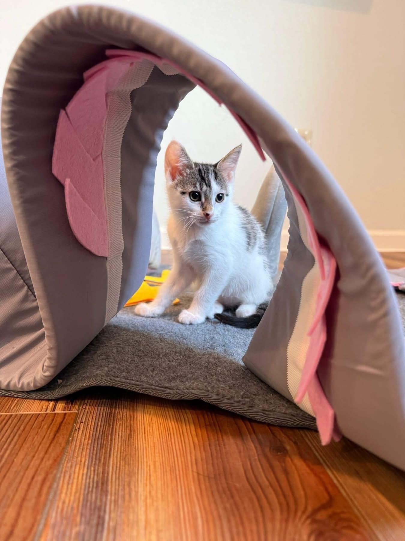 Bomb Pop (Popsicle Litter), a Adoptable Domestic Short Hair in Blanch, NC image 6/6