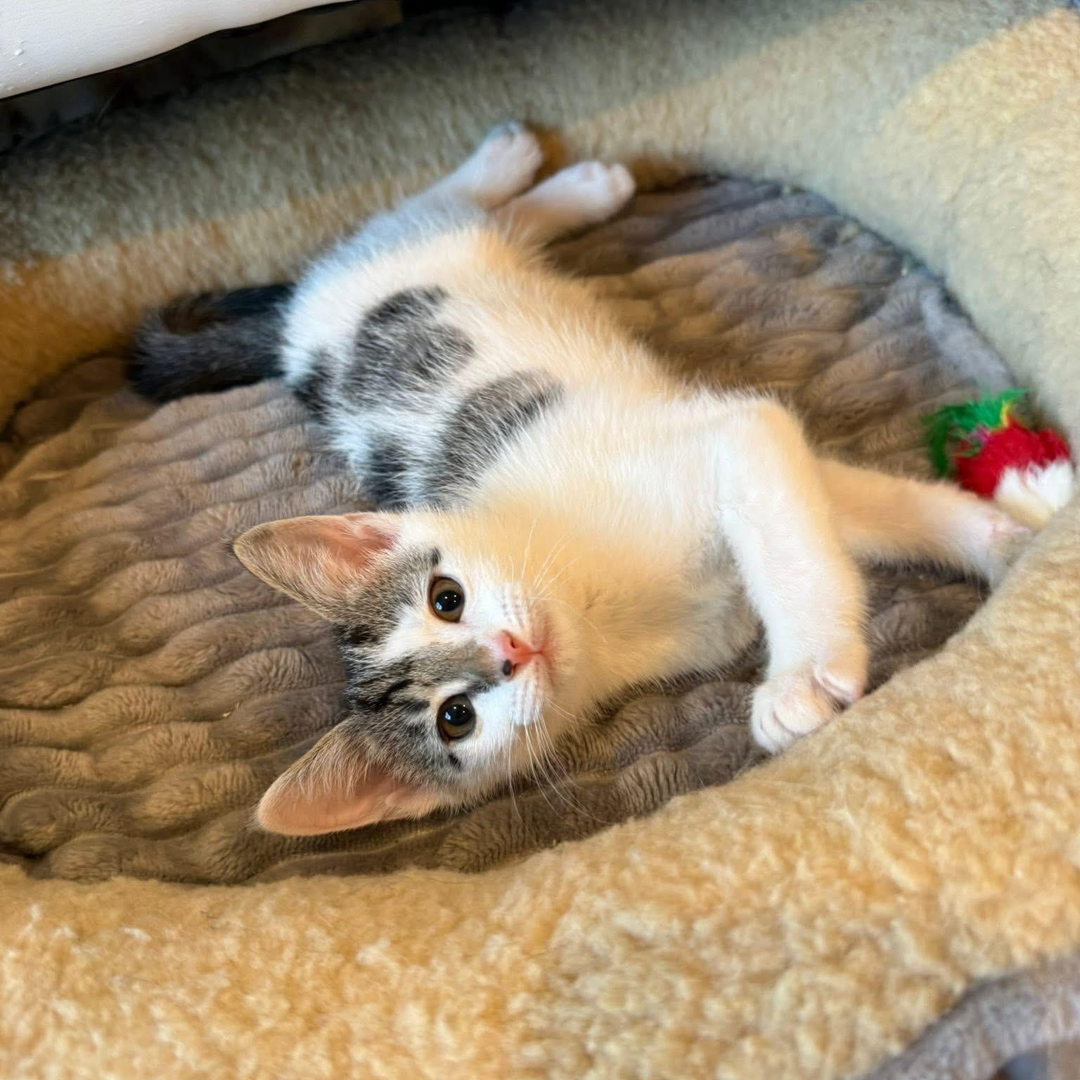 Bomb Pop (Popsicle Litter), a Adoptable Domestic Short Hair in Blanch, NC image 2/6