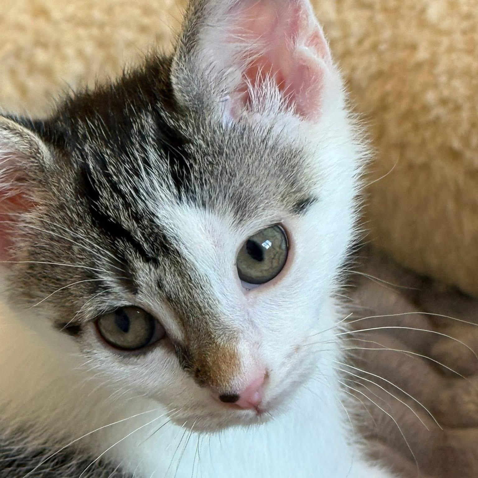 Bomb Pop (Popsicle Litter), Adoptable, Kitten Female Domestic Short Hair.