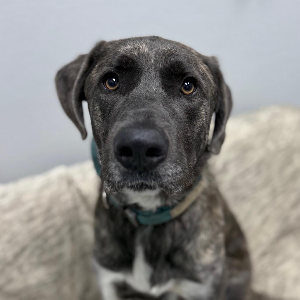 Teague, Adoptable, Young Male Plott Hound & Mixed Breed.