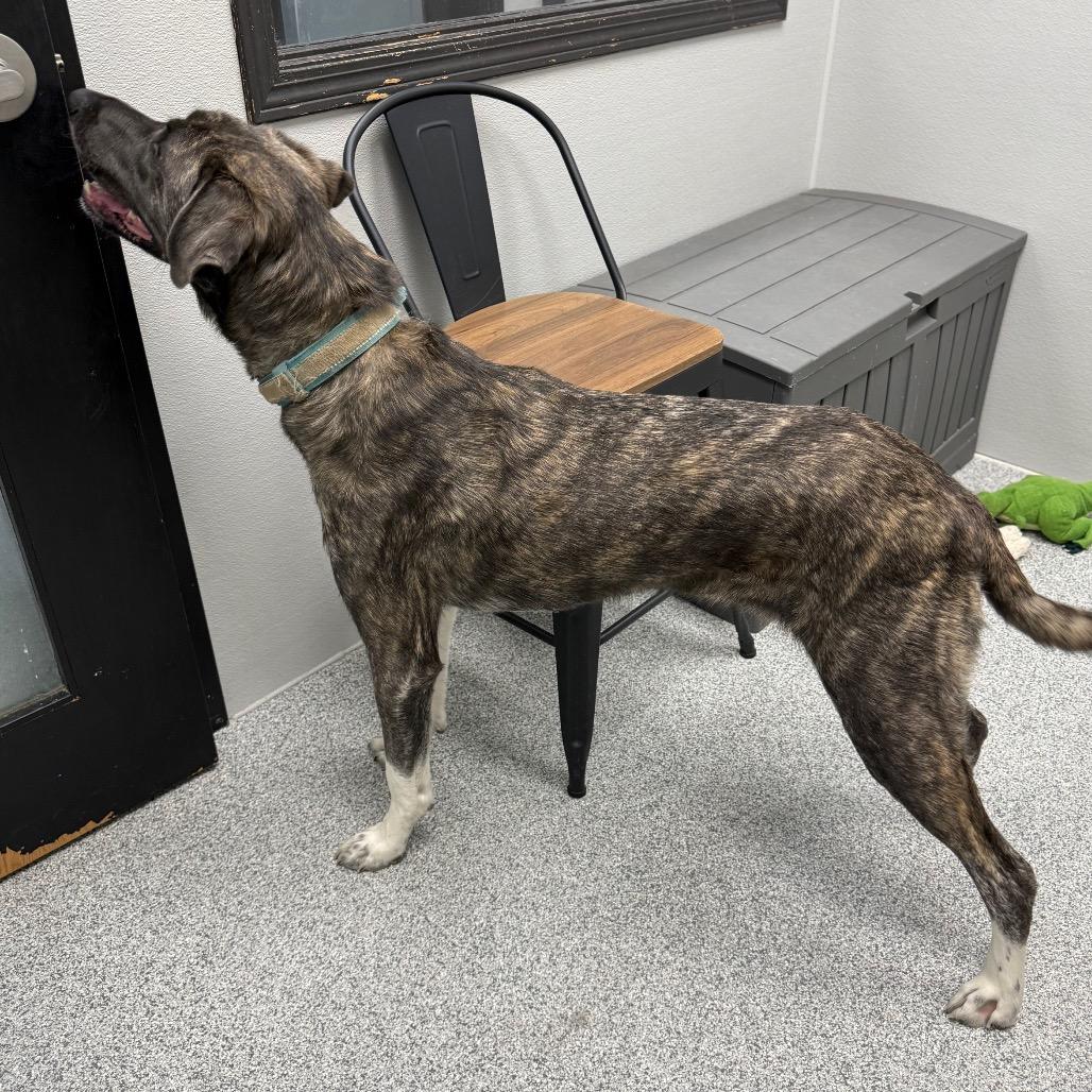 Enlarge Teague, a Adoptable mixed breed in Monticello, IA image 5/6