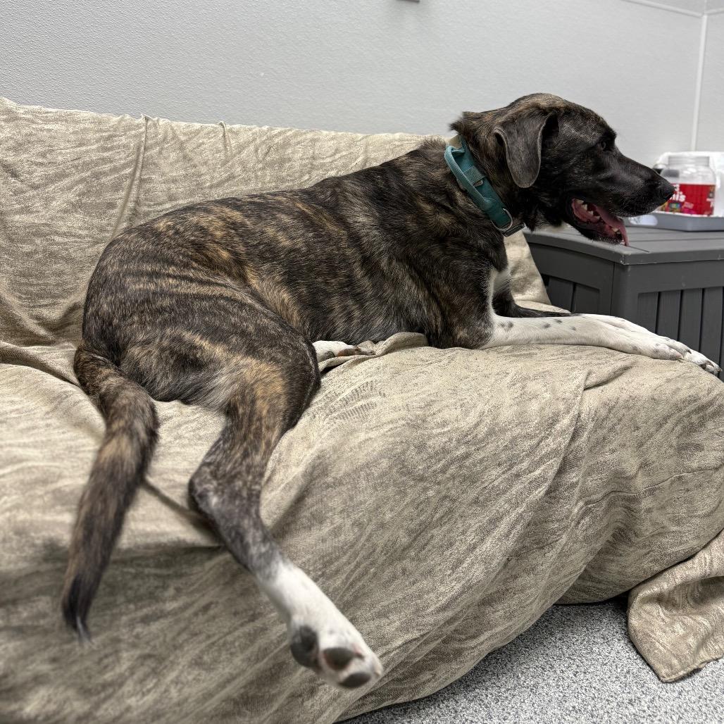 Enlarge Teague, a Adoptable mixed breed in Monticello, IA image 2/6