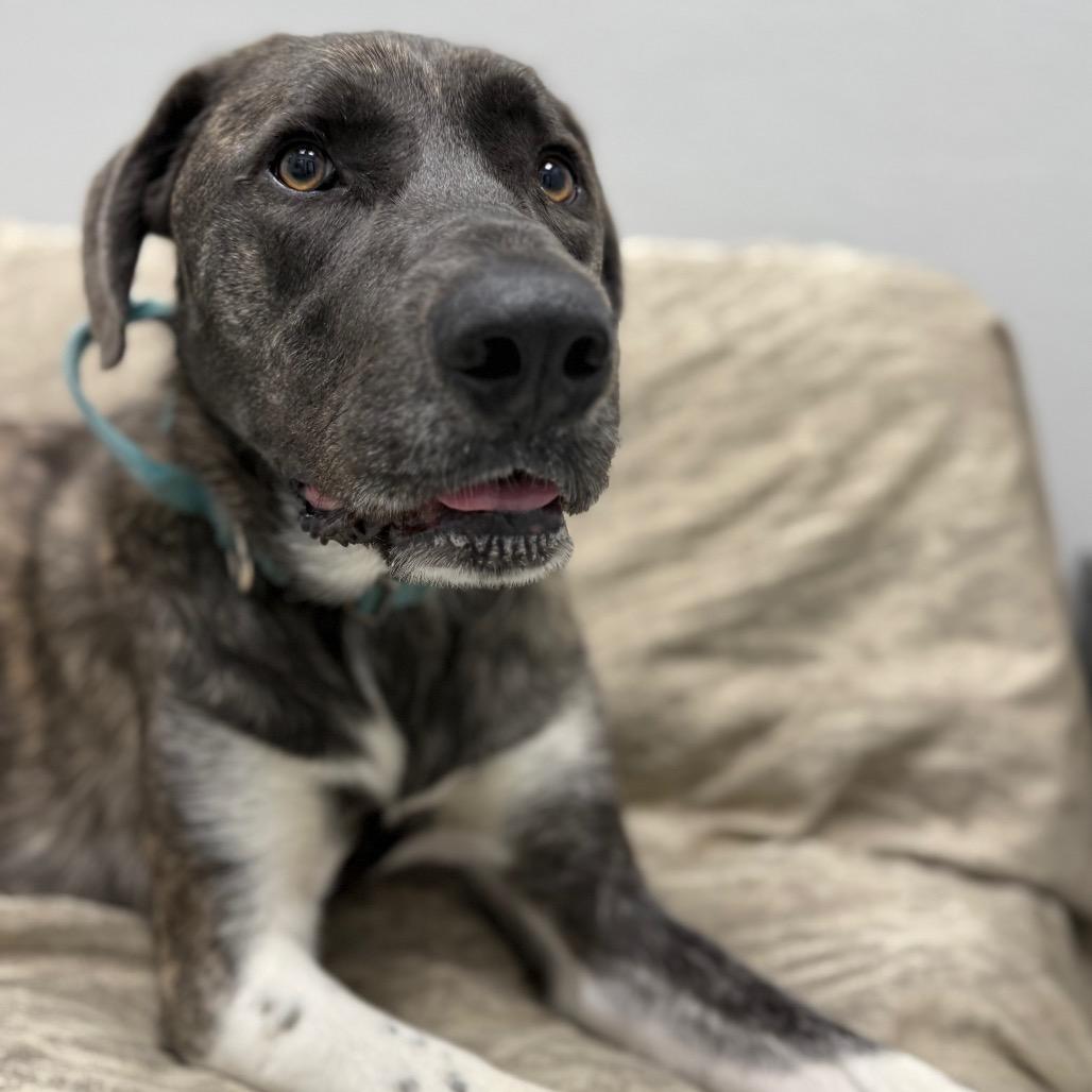 Enlarge Teague, a Adoptable mixed breed in Monticello, IA image 4/6