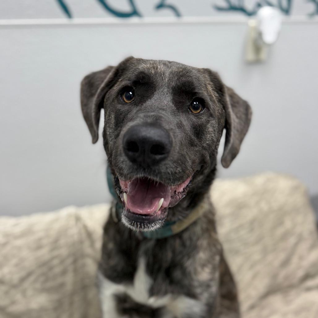 Enlarge Teague, a Adoptable mixed breed in Monticello, IA image 6/6