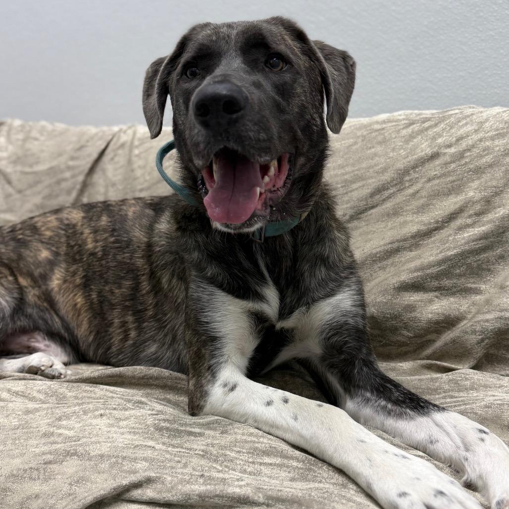 Enlarge Teague, a Adoptable mixed breed in Monticello, IA image 3/6