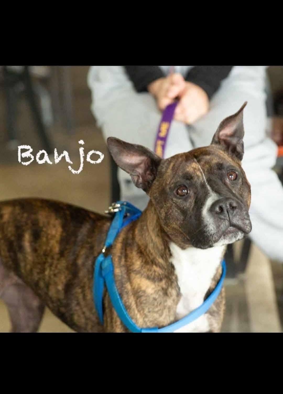 Banjo, Adoptable, Adult Female Pit Bull Terrier.