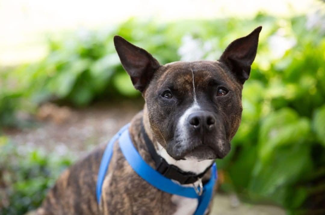 Banjo, Adoptable, Adult Female Pit Bull Terrier.