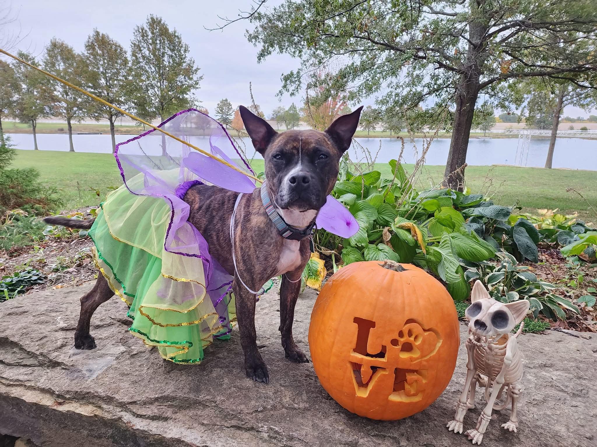 Enlarge Banjo, a Adoptable mixed breed in Lexington, MO image 3/6
