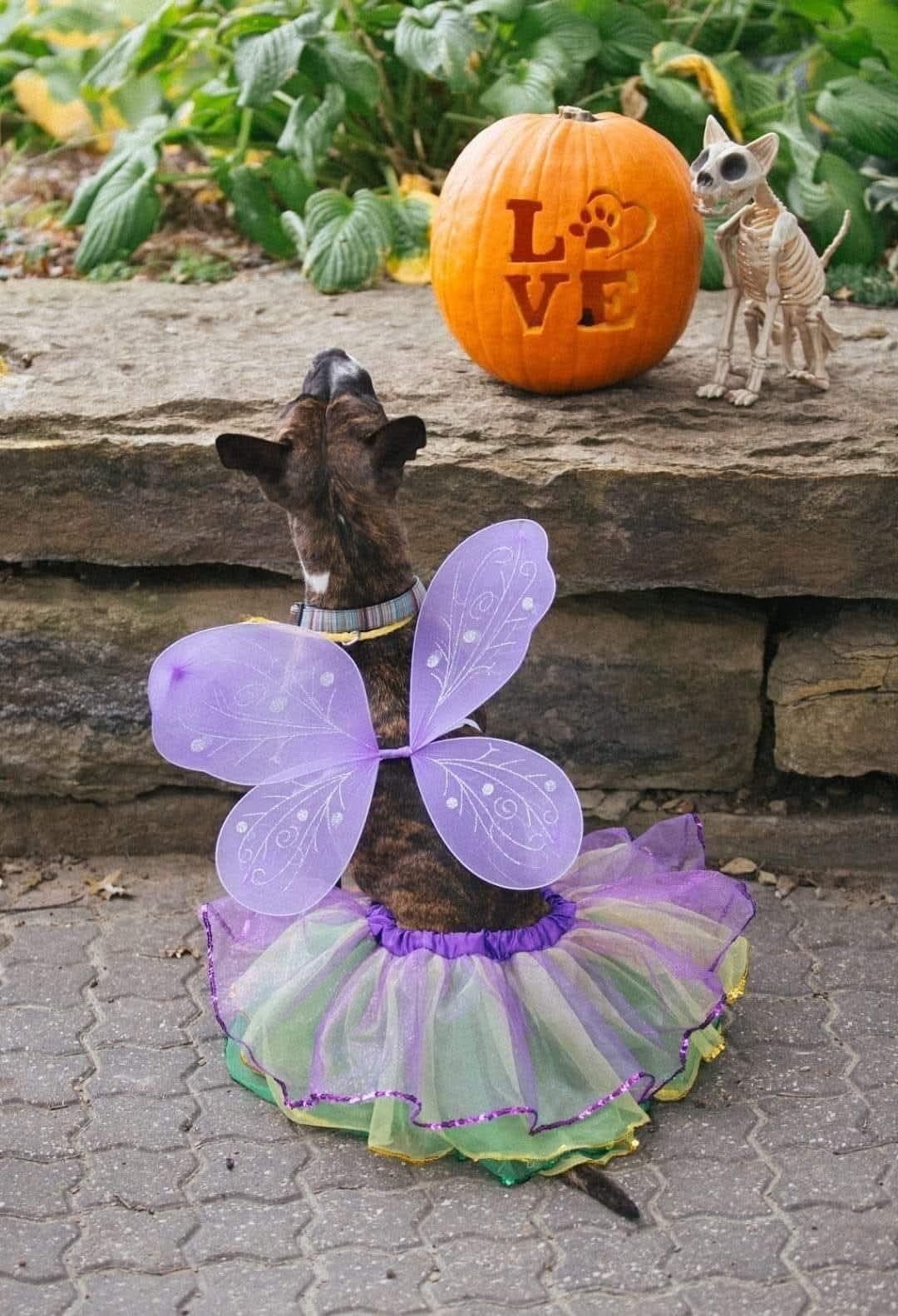Enlarge Banjo, a Adoptable mixed breed in Lexington, MO image 4/6
