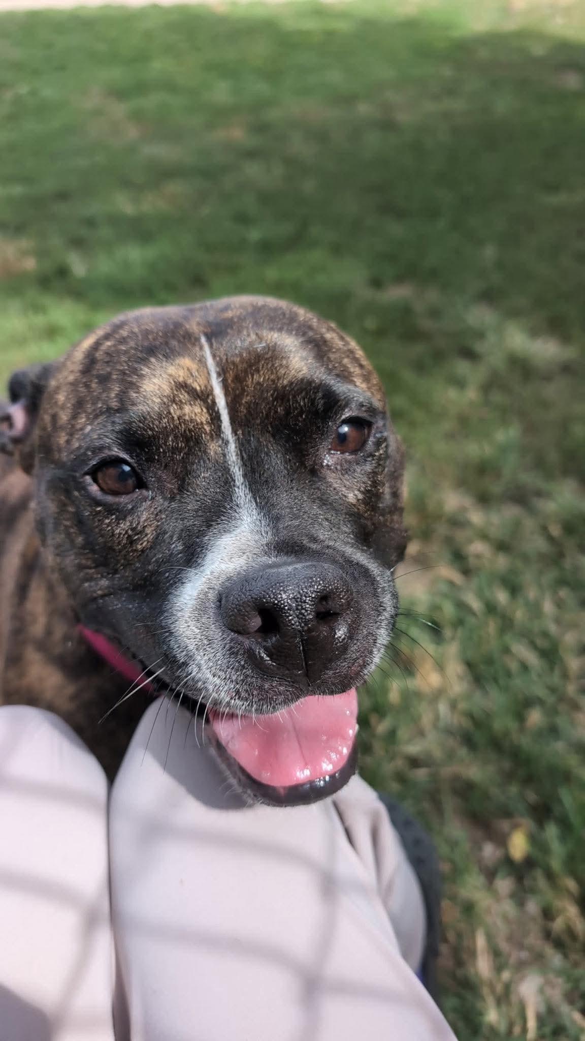 Enlarge Banjo, a Adoptable mixed breed in Lexington, MO image 5/6