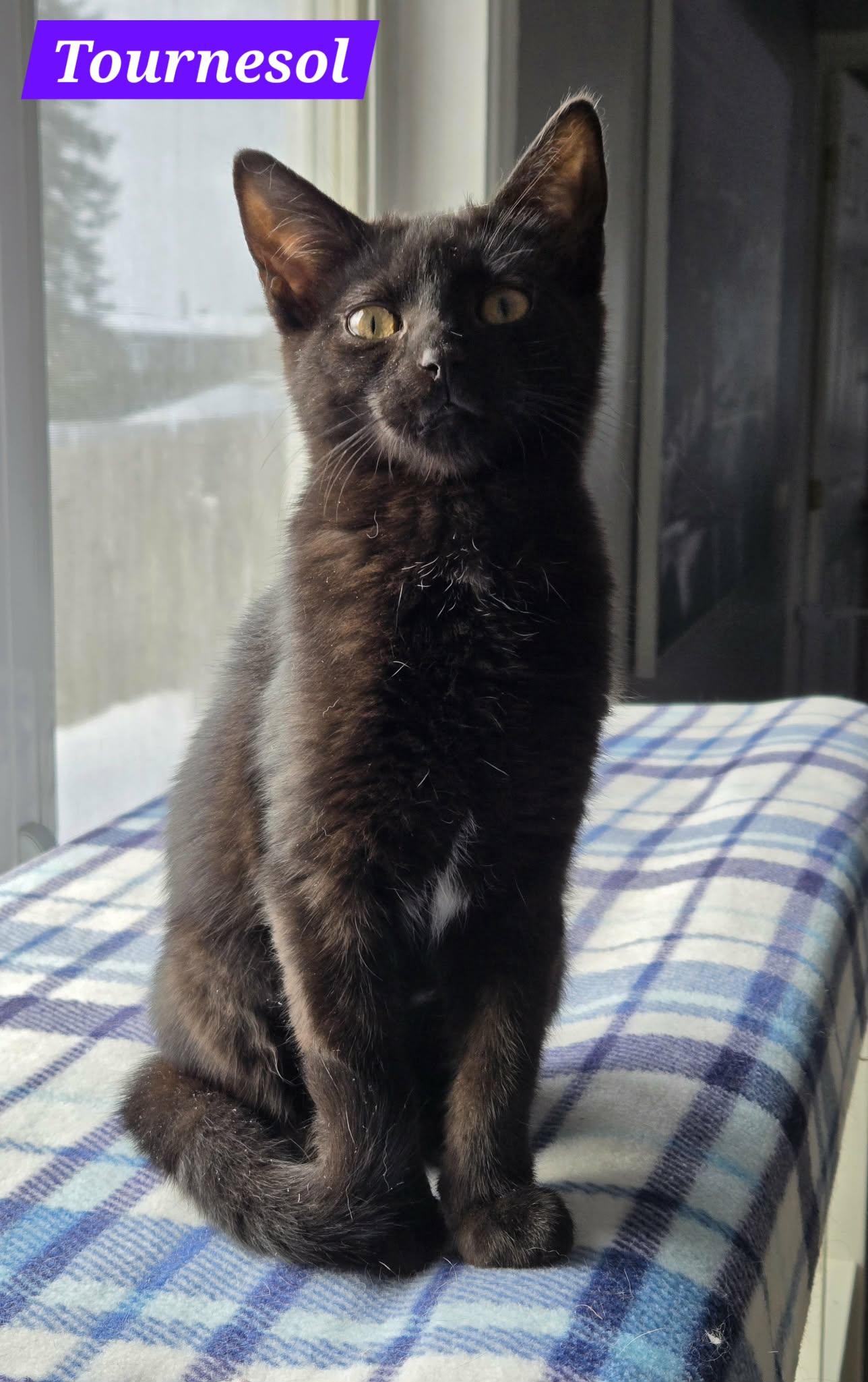 Tournesol (needs a cat friend), adoptable, Kitten Female Domestic Short Hair.