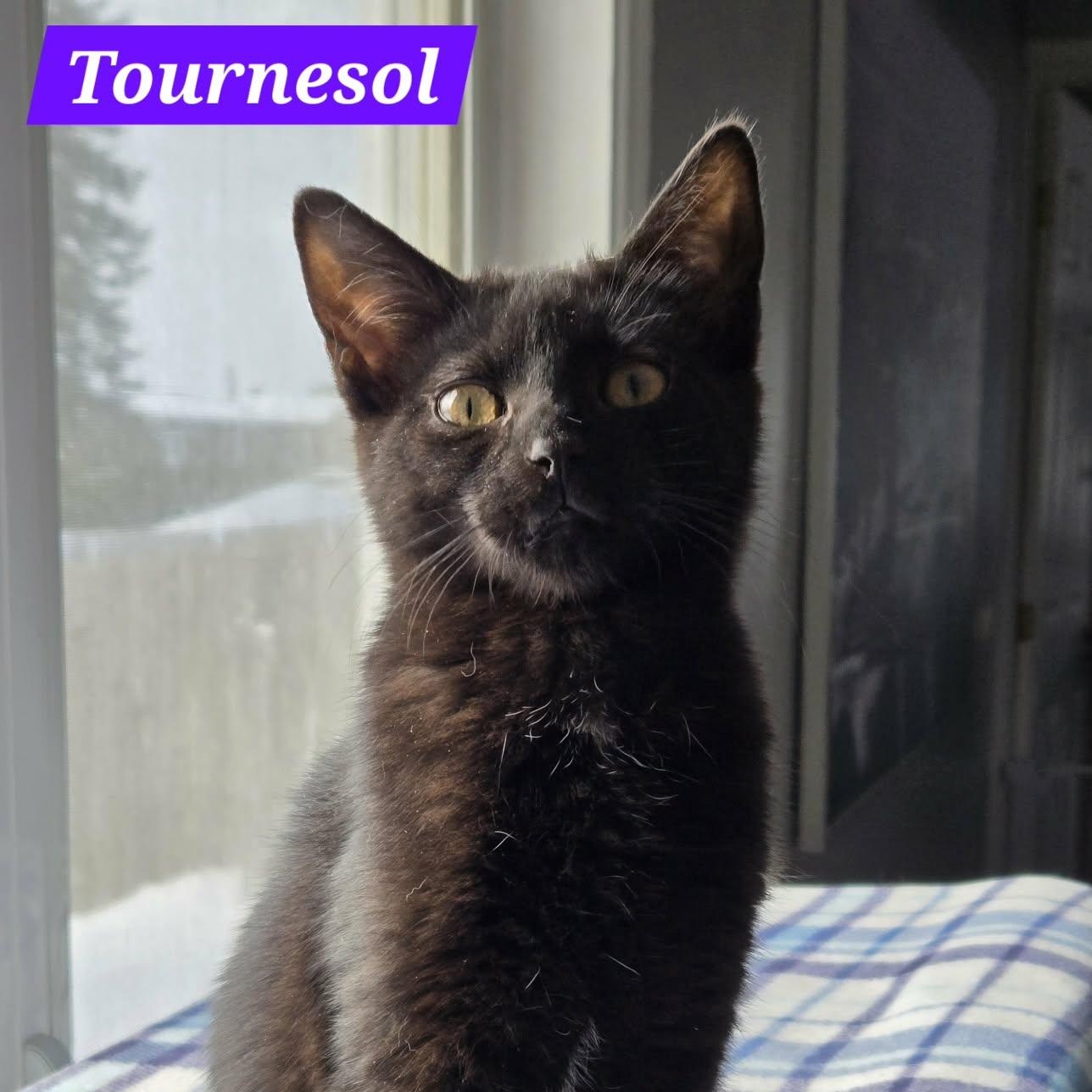 Enlarge Tournesol (needs a cat friend), an adoptable Domestic Short Hair in Montreal, QC image 1/3