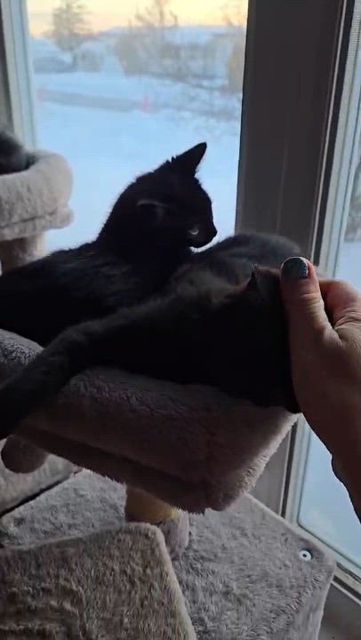 Enlarge Tournesol (needs a cat friend), an adoptable Domestic Short Hair in Montreal, QC video 3/3