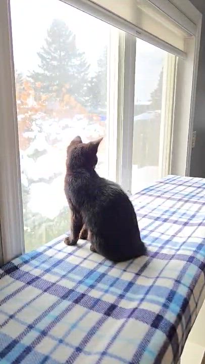 Enlarge Tournesol (needs a cat friend), an adoptable Domestic Short Hair in Montreal, QC video 2/3