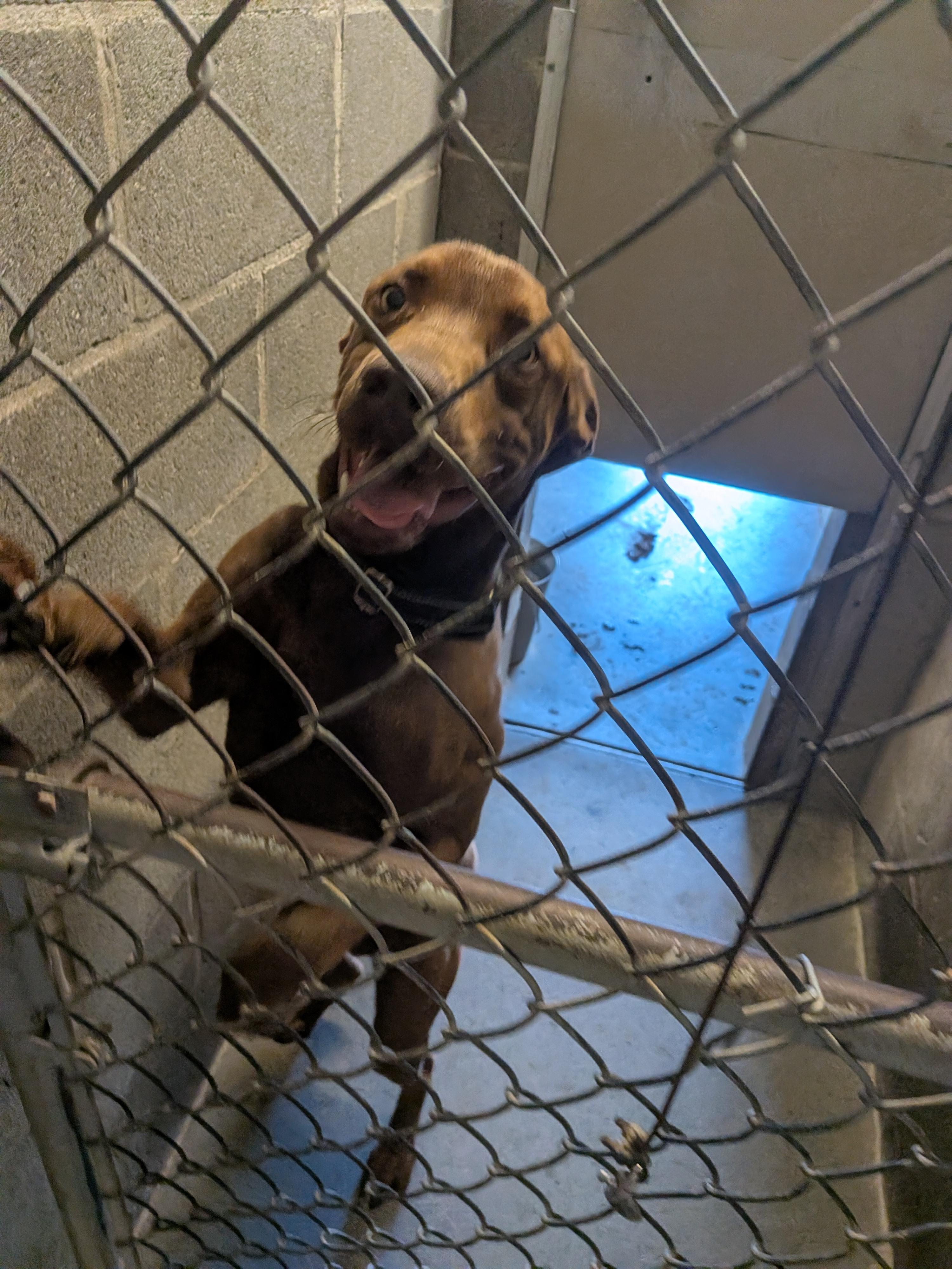Enlarge Buddy, a Adoptable mixed breed in Hermiston, OR image 2/4