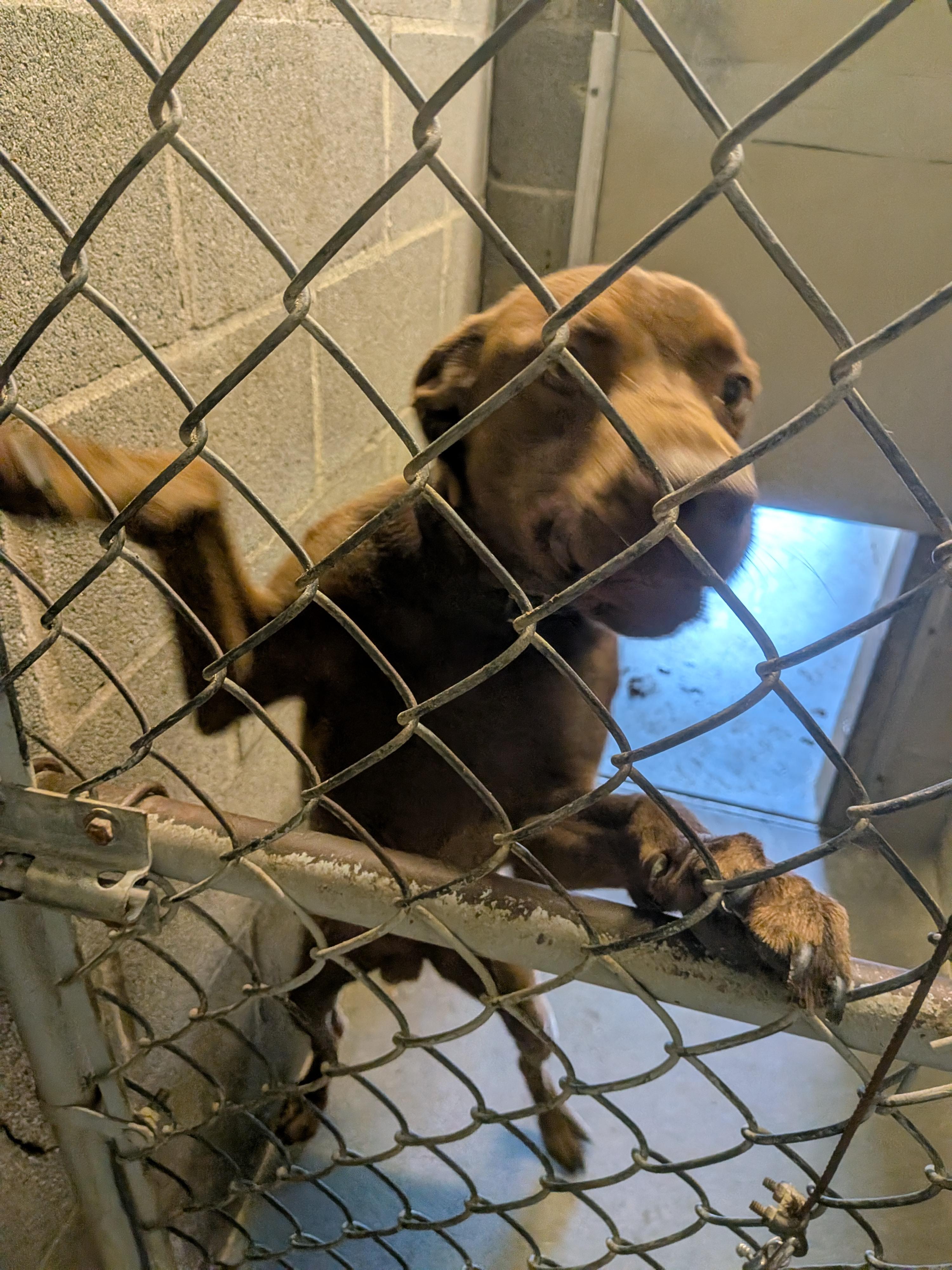 Enlarge Buddy, a Adoptable mixed breed in Hermiston, OR image 3/4