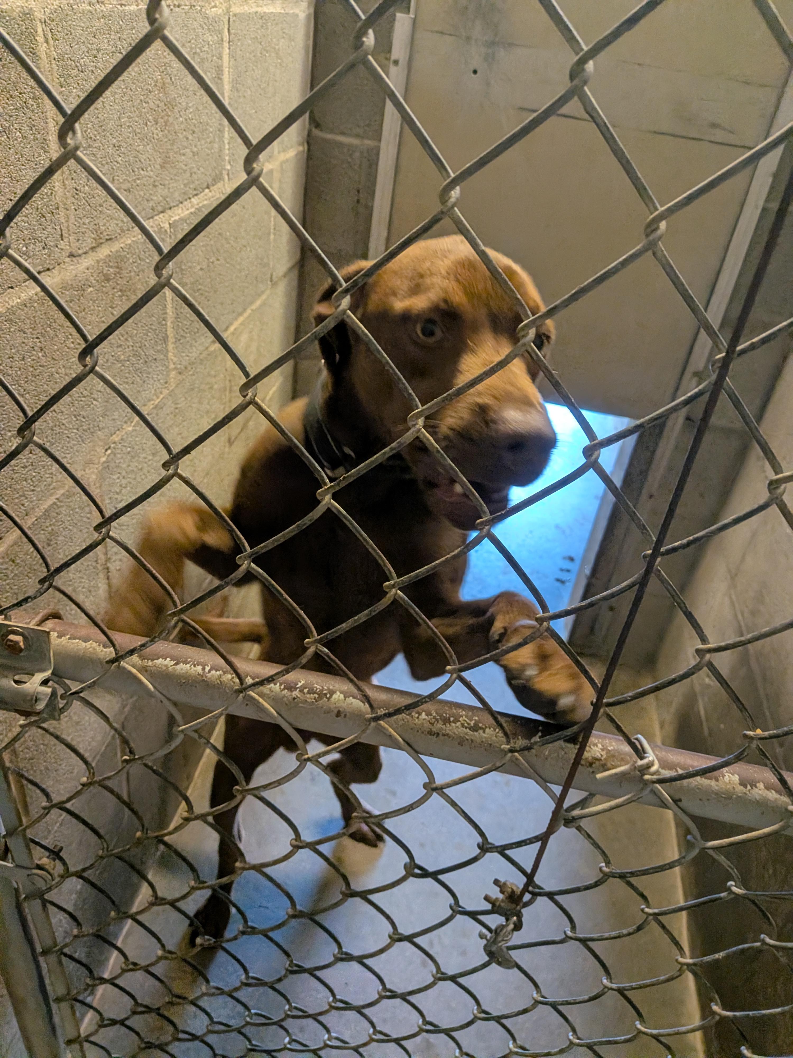 Buddy, Adoptable, Young Male Chocolate Labrador Retriever.