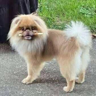 Gizmo, adopted, Adult Male Pekingese & Pomeranian.