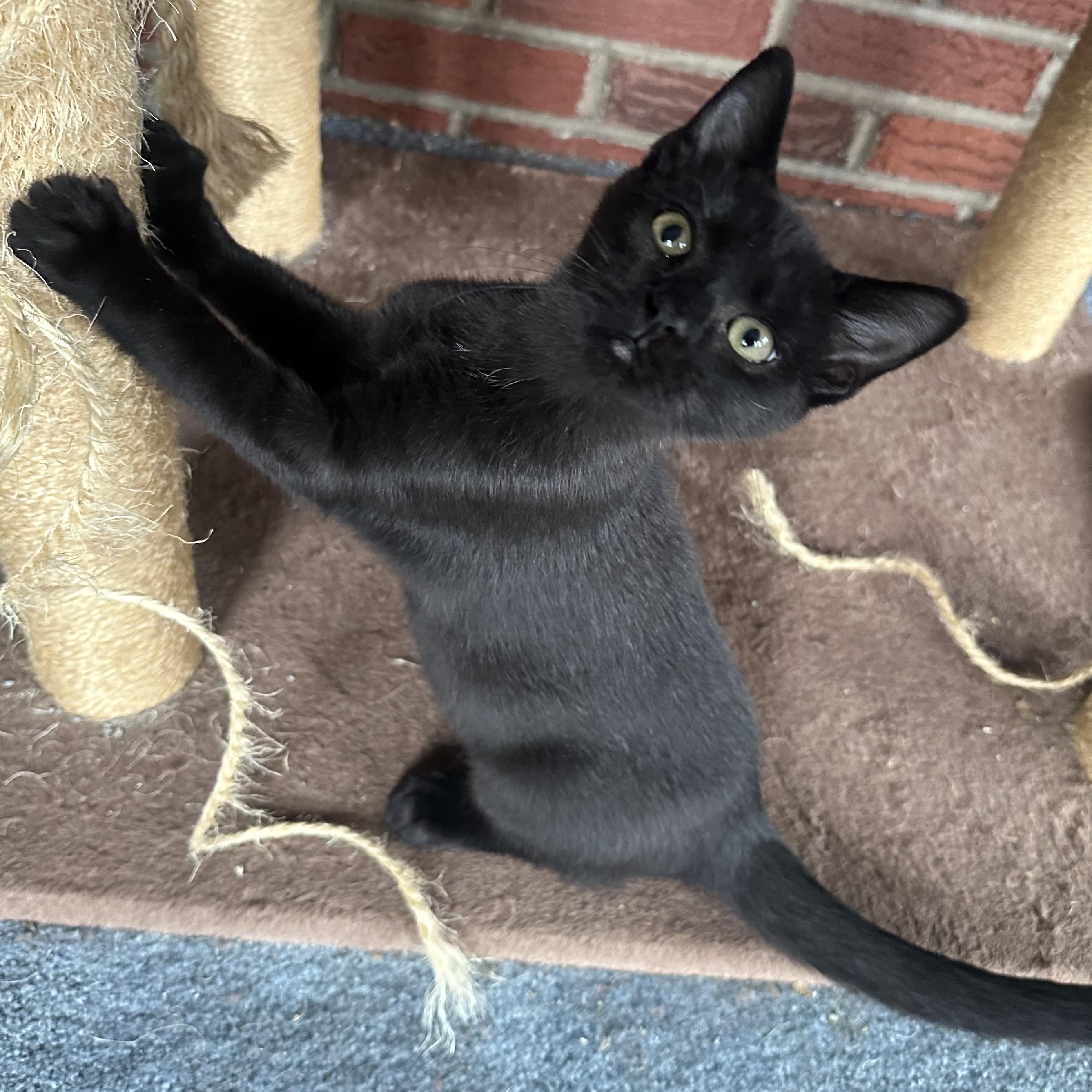 Enlarge Count Chocula, a Adoptable mixed breed in South Park, PA image 2/3