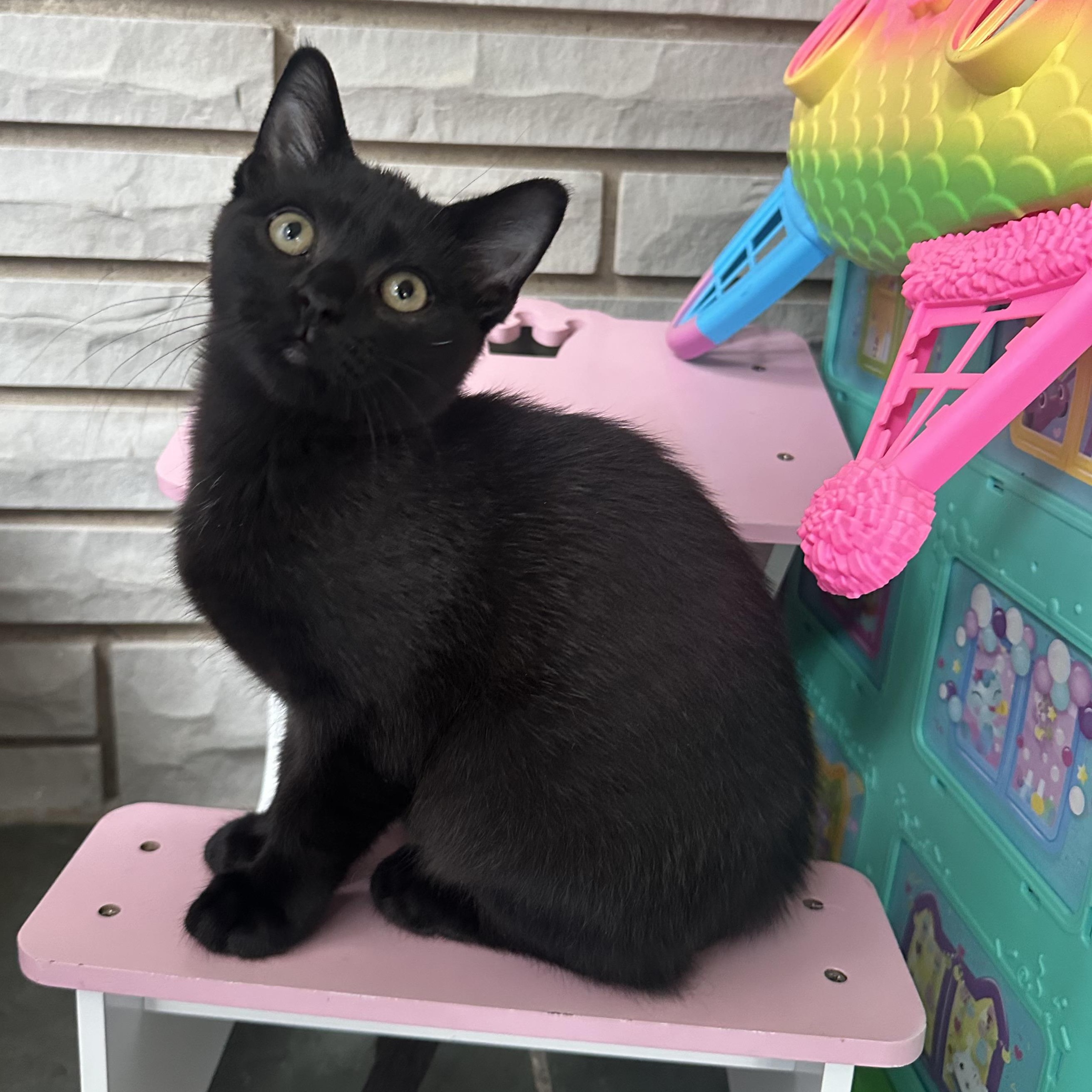 Enlarge Count Chocula, a Adoptable mixed breed in South Park, PA image 1/3