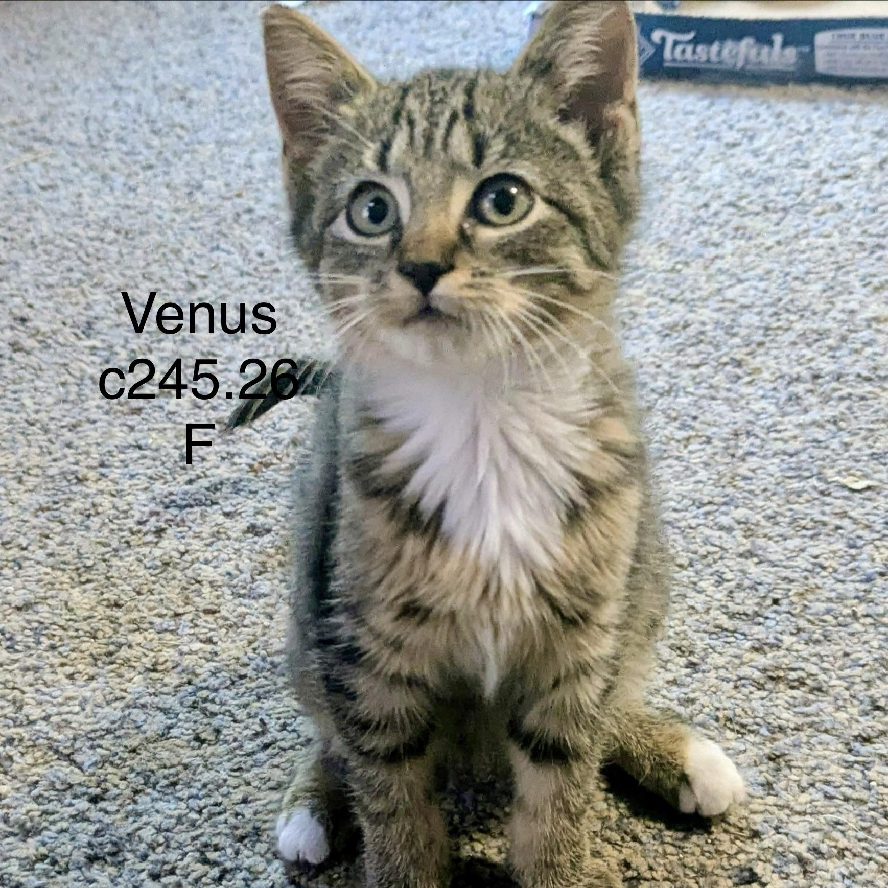 Foster Venus, Adoptable, Kitten Female Domestic Short Hair & Tiger.
