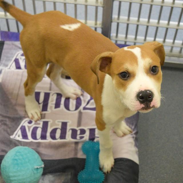 DUDE, Adoptable, Puppy Male Pit Bull Terrier & Mixed Breed.